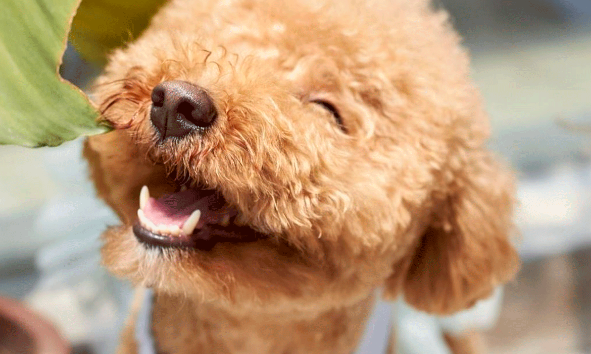 Los mejores alimentos para perros: ¿Qué debes saber? Los mejores alimentos para perros: ¿Qué debes saber?